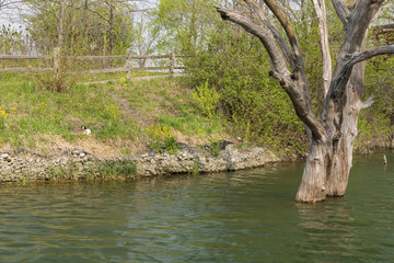 Chester Lake Park Scene