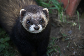 Fototapeta premium Close-up shot of an European Polecat (mustela putorius)