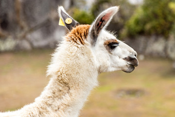 Llama at Machu Picchu, Cusco, Peru, South America. A UNESCO Worl