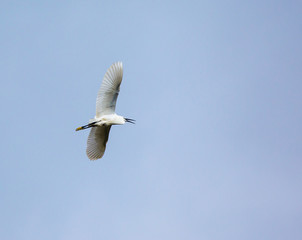 Great egret in flight