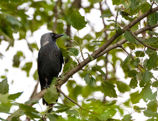 Crow in a tree