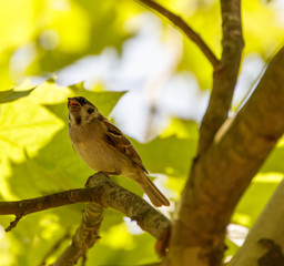 Sparrow in a tree
