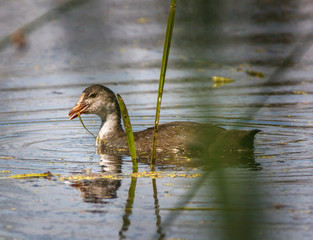 Moorhen chickens on water