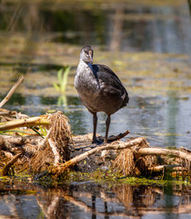 Moorhen chickens on water