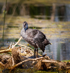 Moorhen chickens on water