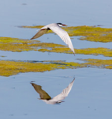 Whiskered Tern in flight