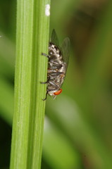 Naklejka premium Fly insect in the green garden