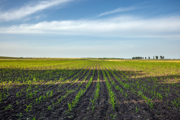 Corn field landscape