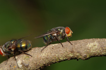 Fly insect in the green garden