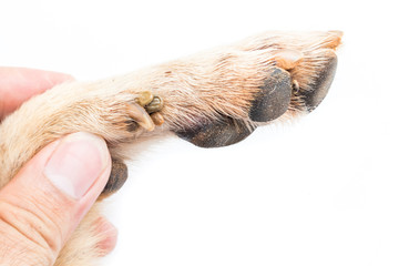 Closeup many ticks on foot dog, selective focus, pet healthy concept