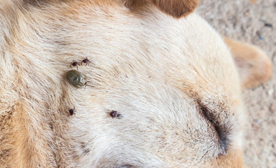 Closeup mayny ticks on the dog