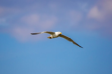 Seagull flying