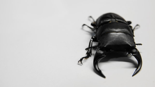 野外採集したオオクワガタ