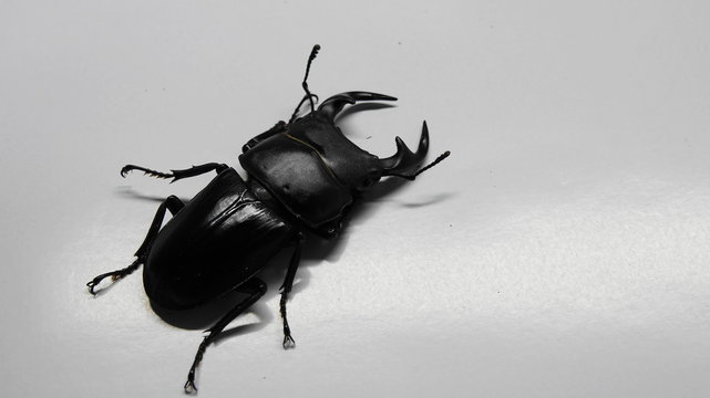 野外採集したオオクワガタ