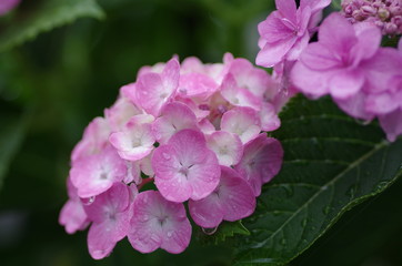 雨の日の紫陽花