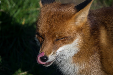 Red Fox (Vulpes vulpes)