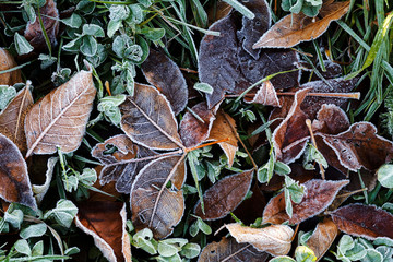 a variety of plants in the field
