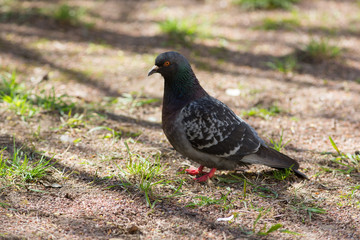 Portrait of gray pigeon
