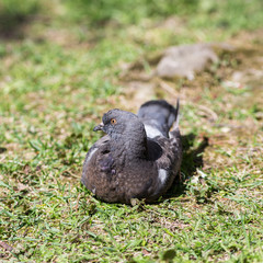 gray pigeon lying on the grass