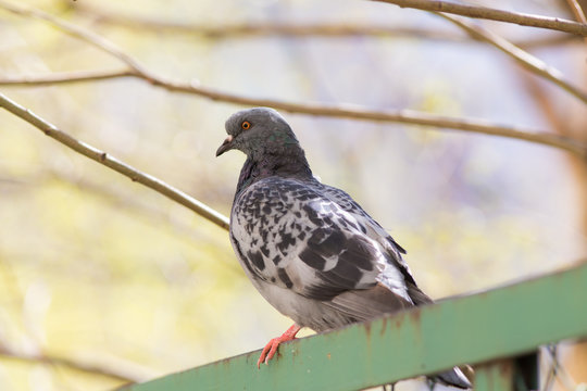 pigeon in spring