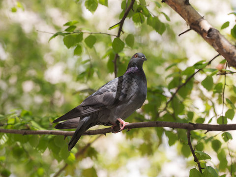portrait of pigeon on a tree