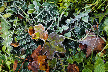 a variety of plants in the field