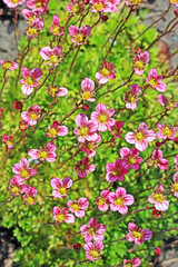 Groundcover garden plant - Arends Saxifraga (Saxifraga arendsii)