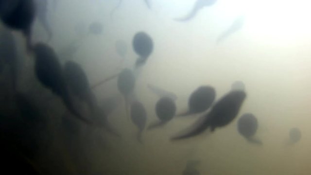 Kaulquappen in einem Teich, Unterwasseraufnahme