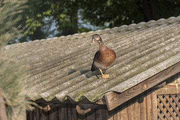 Brown duck