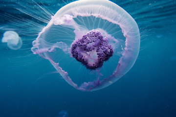 jellyfish in red sea