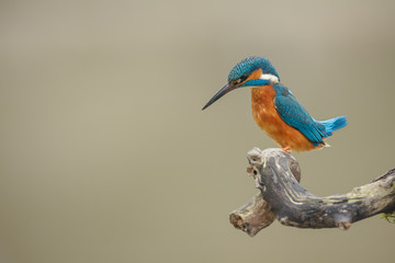 Kingfisher watching