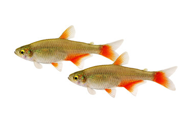 Fototapeta premium Swarm of Bloodfin tetra Aphyocharax anisitsi tropical aquarium fish isolated on white
