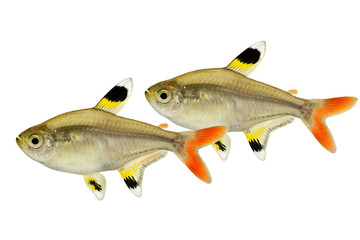 Fototapeta premium Swarm of Golden pristella tetra Pristella maxillaris X-ray tetra fish isolated on white 