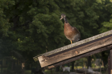 Brown duck