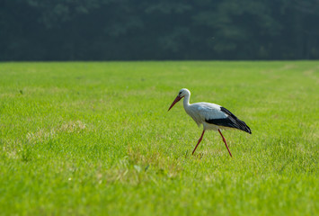 European stork walking along a canal, The Hague, the Netherlands
