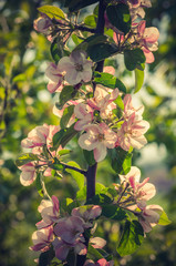 Blooming apple tree