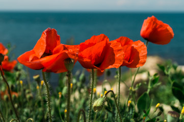 Red poppy on the background of the sea