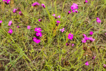 Blooming pink meadow.