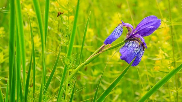 Wild iris