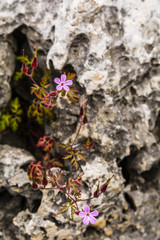 Geranium robertianum (Robertiella robertiana).