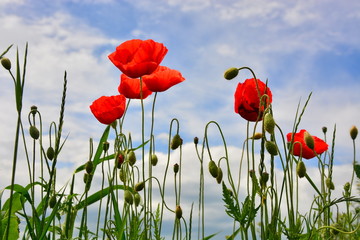 
red poppies on green field on sky
