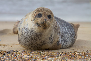 Grey seal resting on a sandy beach.