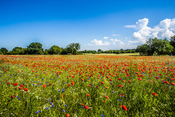 Naklejka premium Mohn