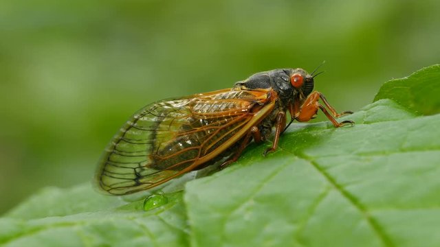 4K Brood V 17-year periodical cicada (Magicicada cassinii) - Side View