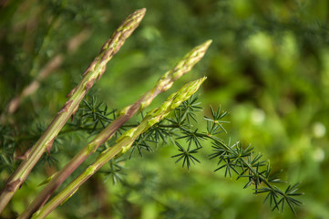 Wild asparagus plant growing in the forest