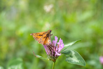 farfalla