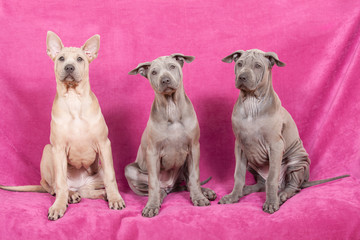 Three nice puppies on pink background - thai ridgeback