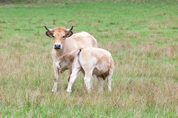Parthenais, or Parthenaise, beef cow suckling a young calf in a pasture with copy space