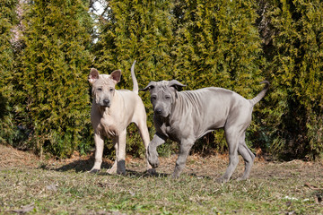 Two nice puppies - thai ridgeback