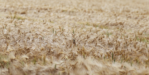 Field of ripening rye